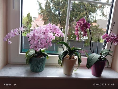 Customer photo review of Große Two of Us Chambery mit zartrosa Blüten und 5+ Rispen