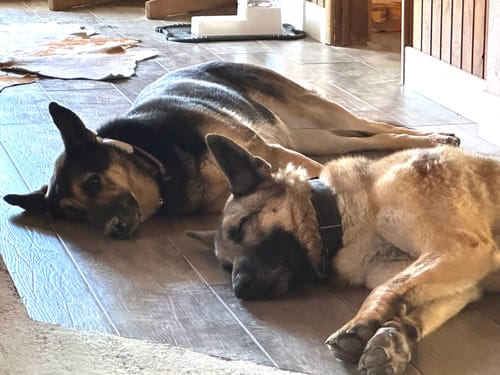 Customer photo review of furMe™️ Professional PLUS Pet Grooming Vacuum Kit