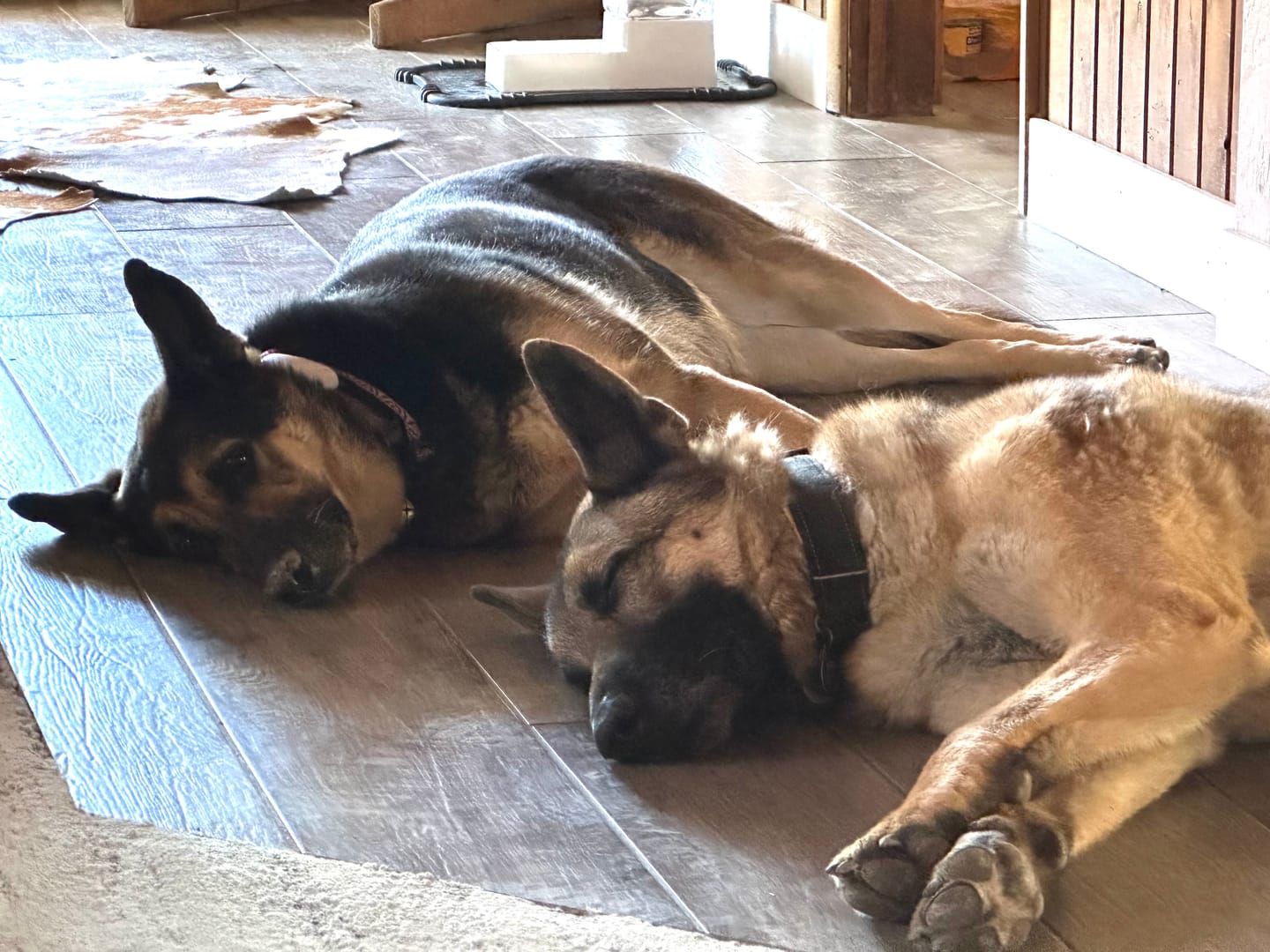 Customer photo review of furMe™️ Professional PLUS Pet Grooming Vacuum Kit
