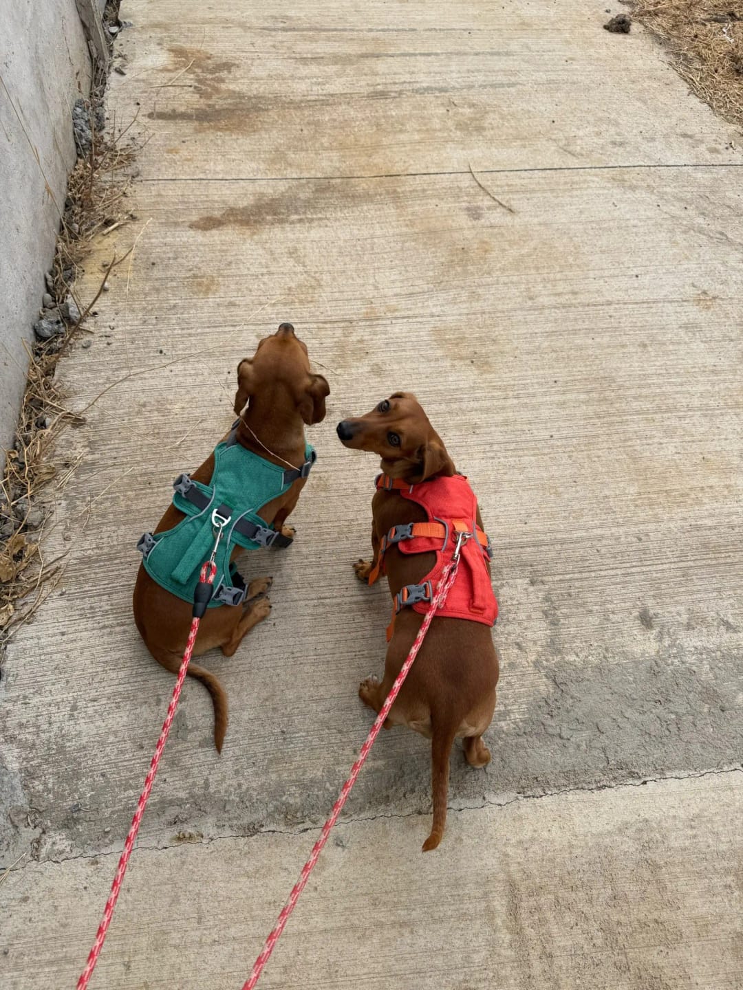 Customer photo review of Reflective No-Pull Dog Harness with Handle – Adjustable Nylon Pet Vest for Small, Medium & Large Dogs – Durable Walking Harness for Bulldogs & More