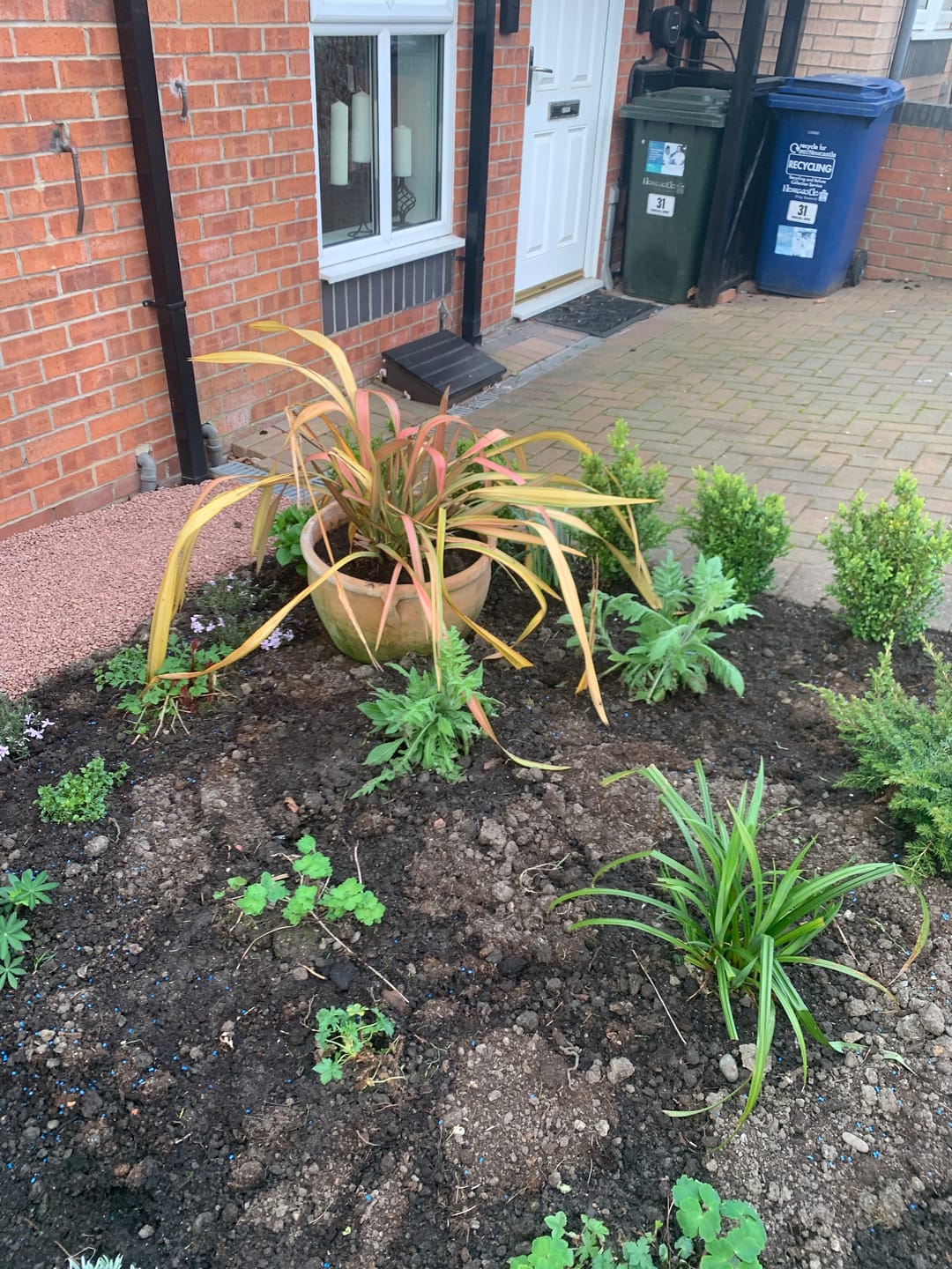 Customer photo review of Phormium 'Jester' 60-80cm 10L