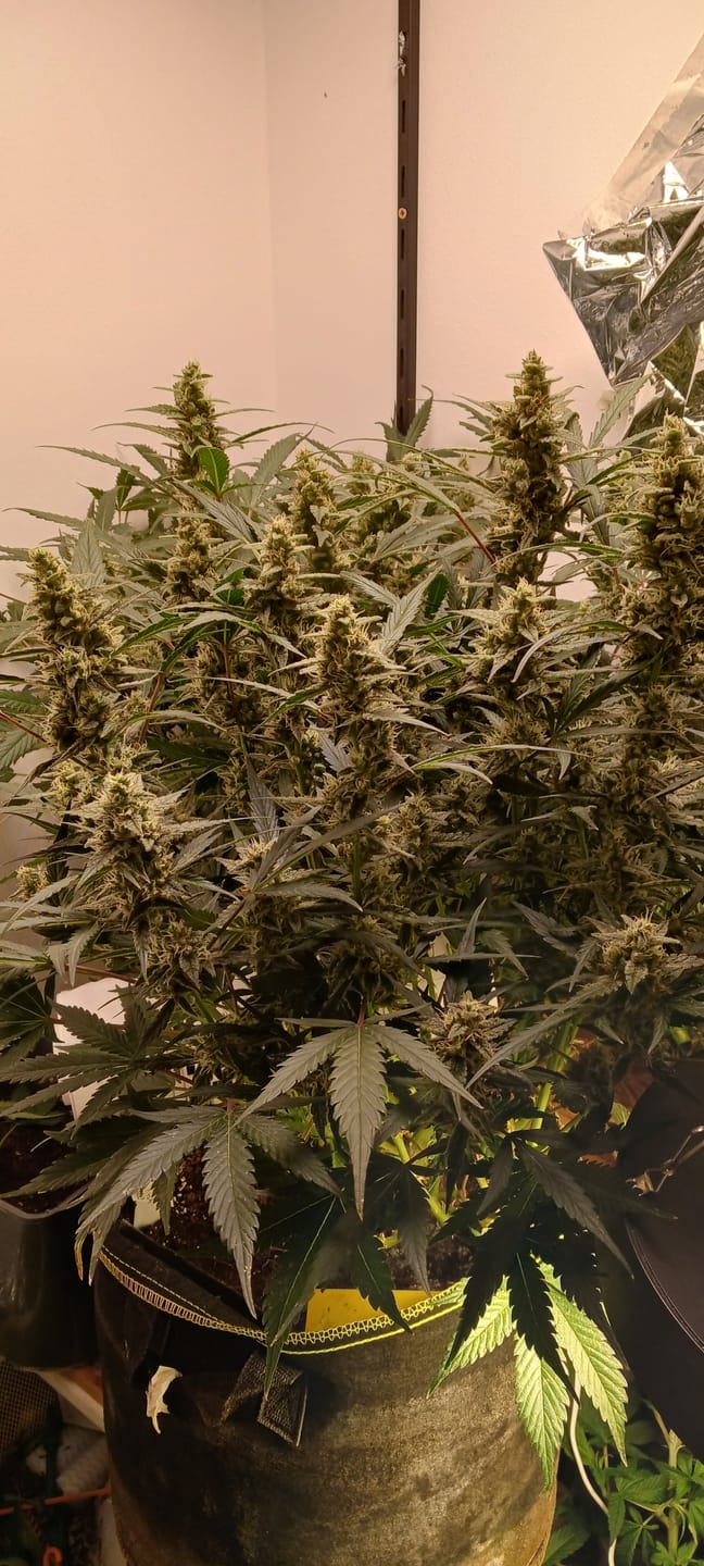 Customer photo review of Cookies Gelato 040 Cannabissamen, Feminisierte Automatic Indica Samen für den Eigenanbau - Cali Genetic