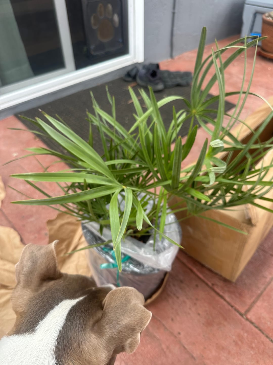 Customer photo review of Silver Saw Palmetto, Georgia Silver