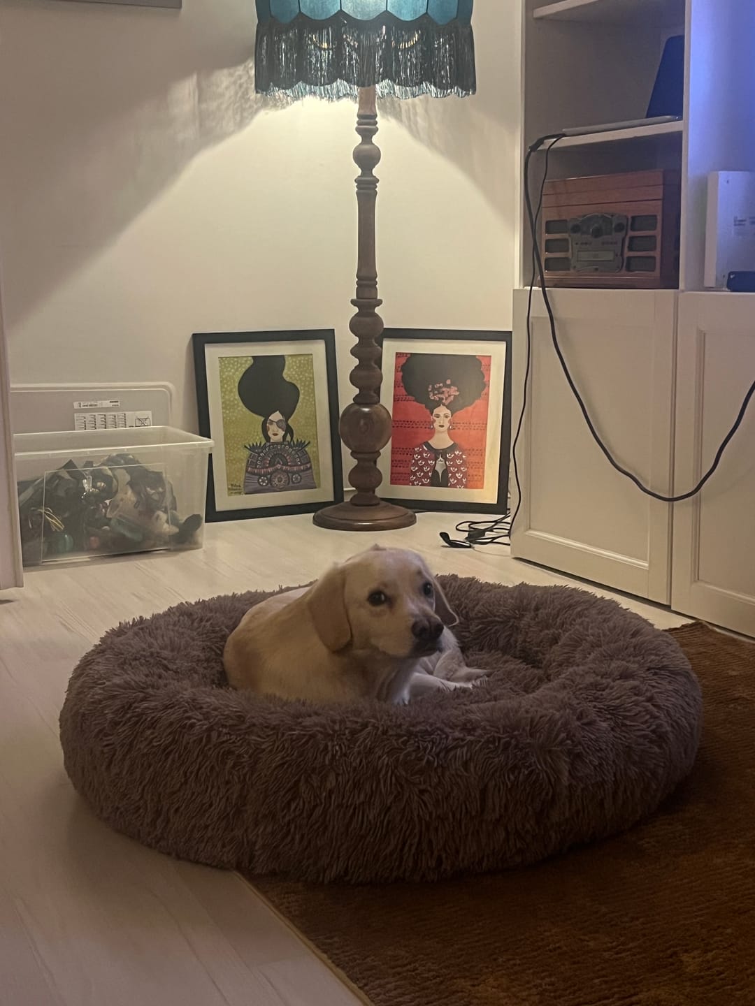 Customer photo review of Mellowpurr Huzurlu Paws Yatağı | Süper Yumuşak
