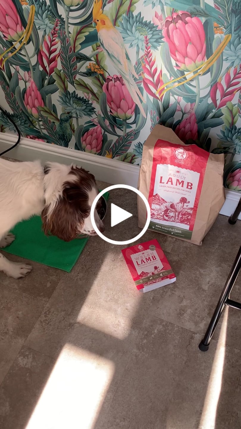 Customer video review of Welsh Lamb Dry Food