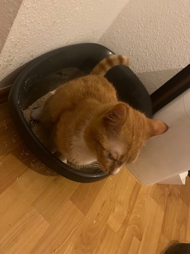 undefined review of Naturreines Katzenstreu image 1 out of 1