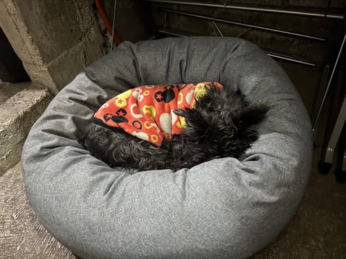Customer photo review of Funda Lino para Cama Antiestrés para Perros (cama no incluida)