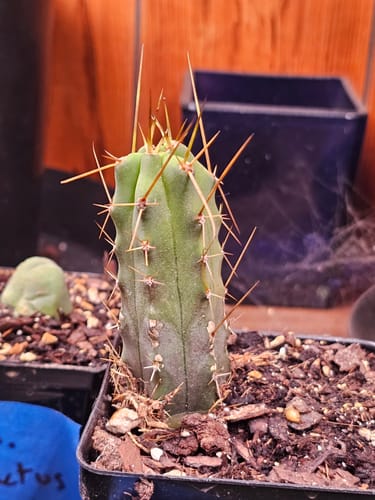 Customer photo review of Trichocereus Bridgesii | Bolivian Torch Cactus