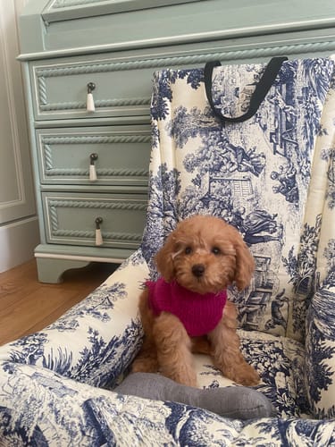 Customer photo review of Seggiolino Auto Panama Premium Toile de Jouy Blu Polvere