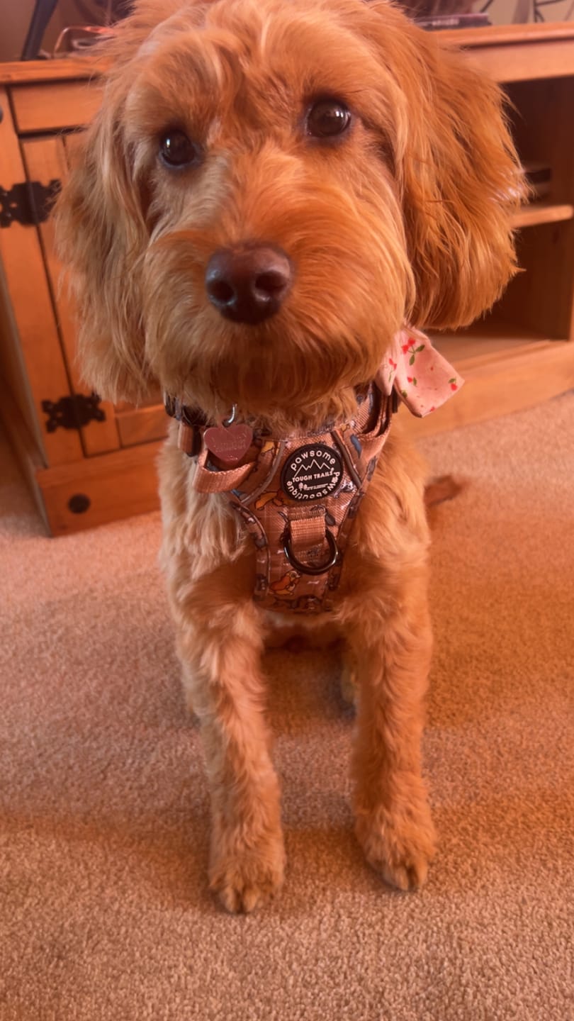 Customer photo review of Disney© Tough Trails™ Harness - Disney Dogs