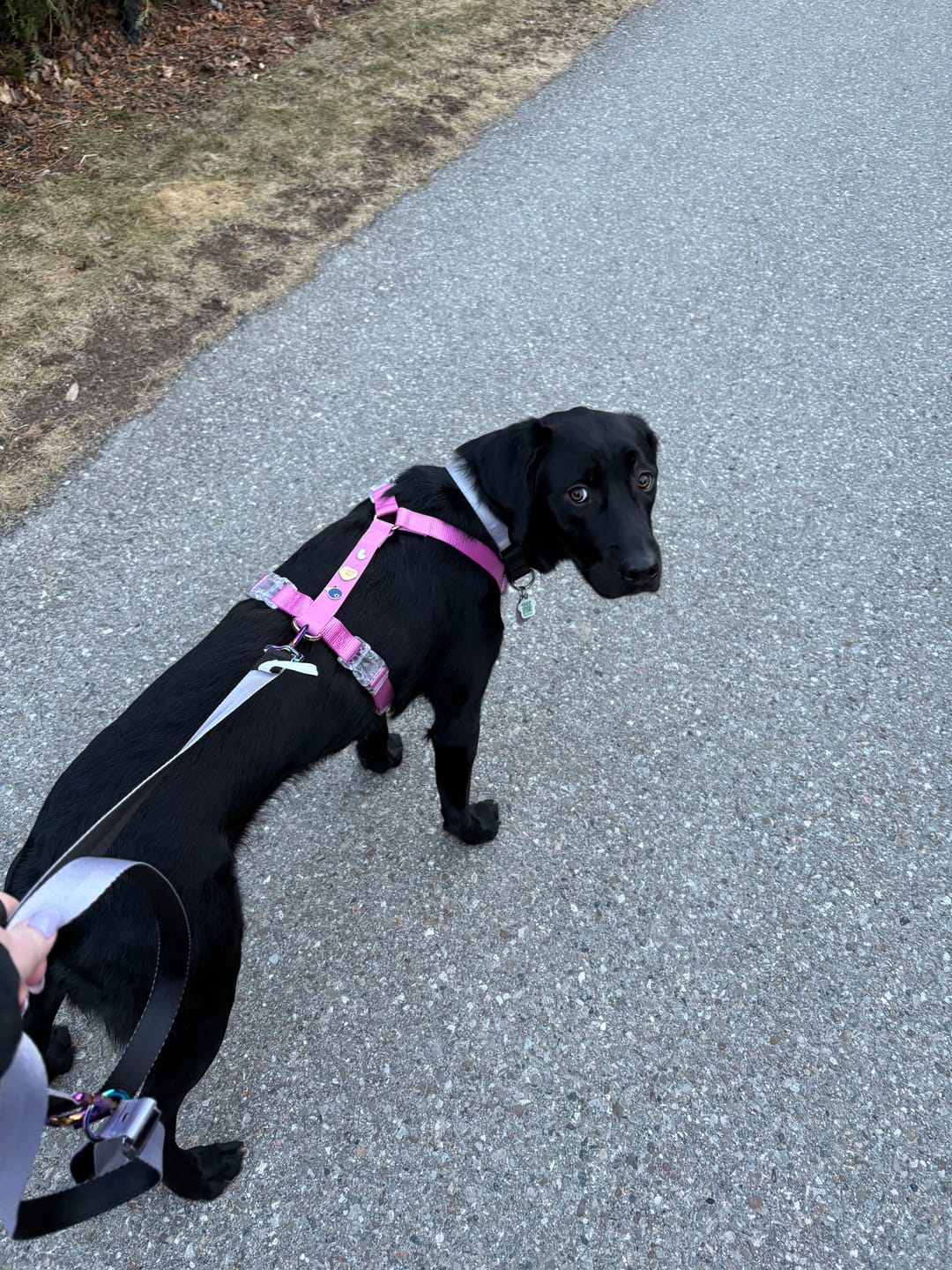 Customer photo review of Moodies Harness