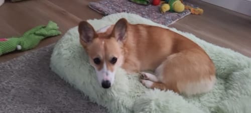 Customer photo review of Half Surround Dog Bed Soft Square Pet Cat Sofa Full Filling Medium Pet Dog Kennel Plush Cat Cushion House