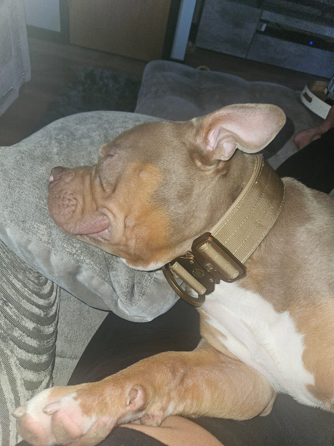 Customer photo review of 5cm Lighter Combat® Collar | With Handle Secure Clip - Tan x Tan