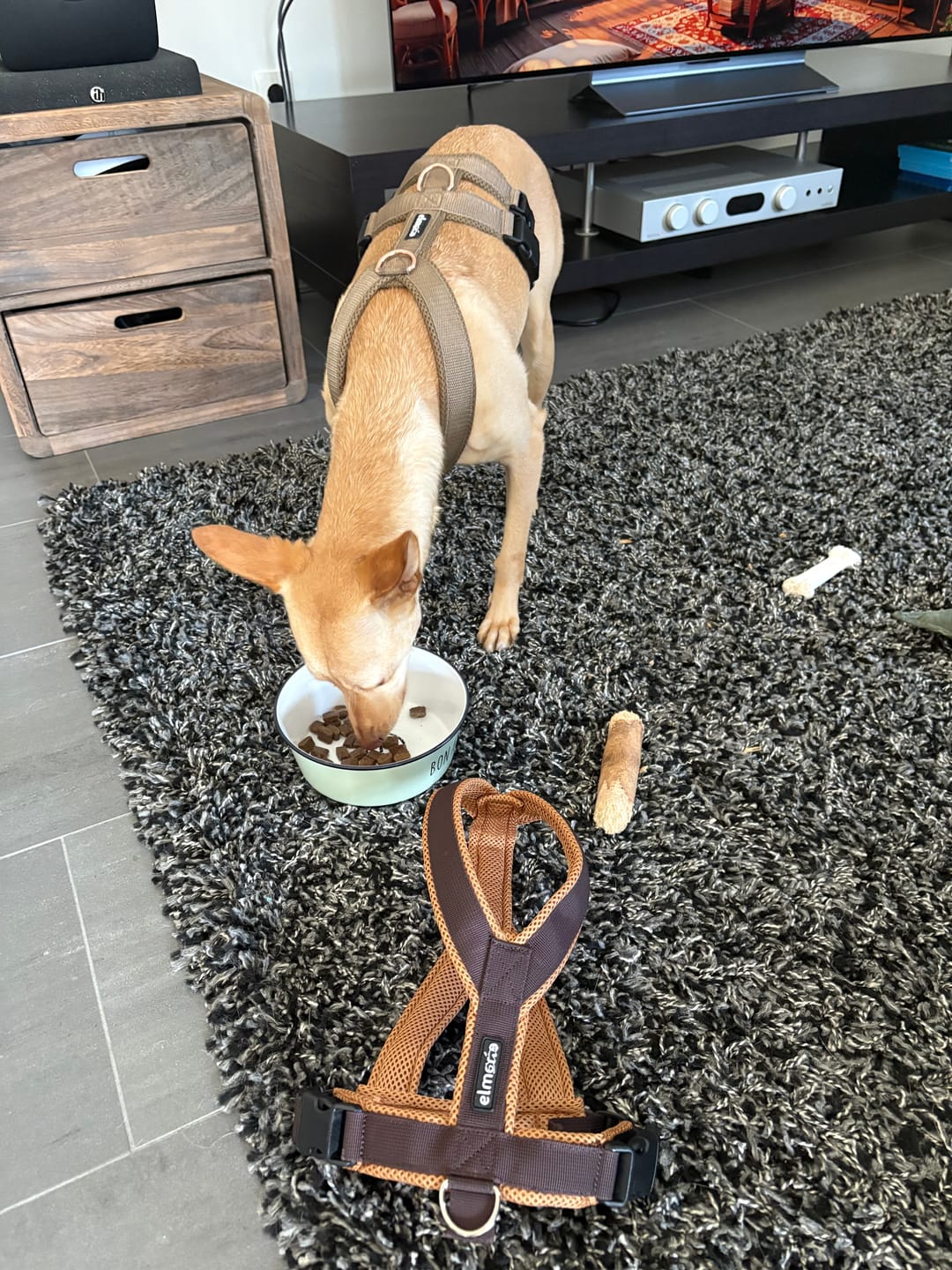 Customer photo review of Windhundgeschirr FUN "Toffee"