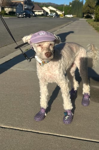 Customer photo review of WagWellie® Mojave Single