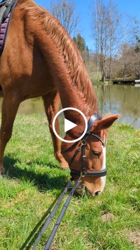 Customer video review of Gold Edition Glitzer - Harmony Bridle - gebisslose Zäumung