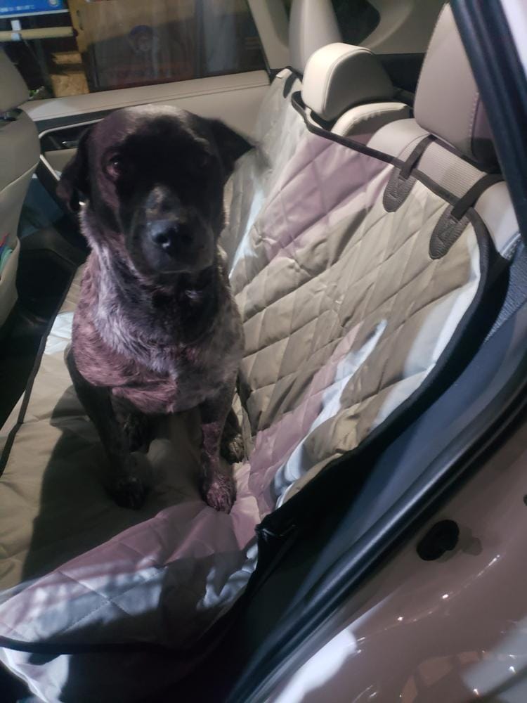 Customer photo review of Dog Rear Seat Cover - No Hammock