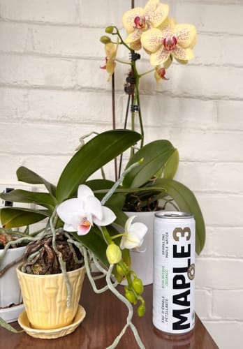 Customer photo review of Sparkling Maple Water
