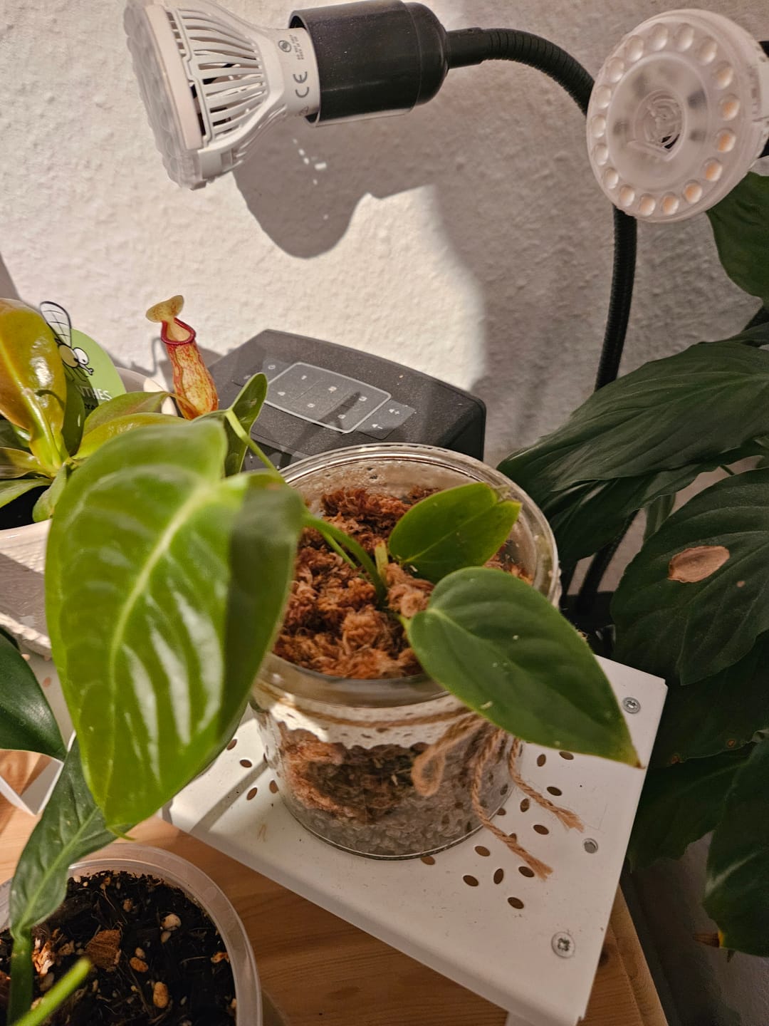 Customer photo review of ANTHURIUM VEITCHII