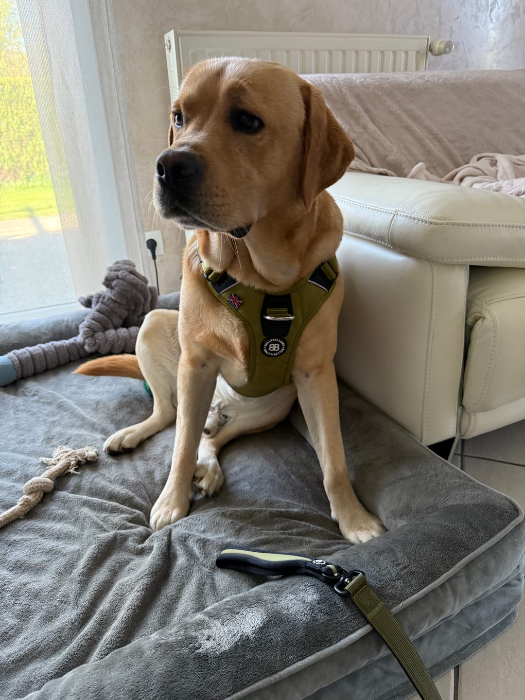 Customer photo review of Snap Hook Clasp Lead - Khaki