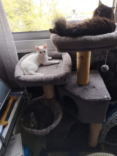 Avis photo d'un client sur Croquettes Chaton Sans Céréales - Poulet & Huile de Saumon