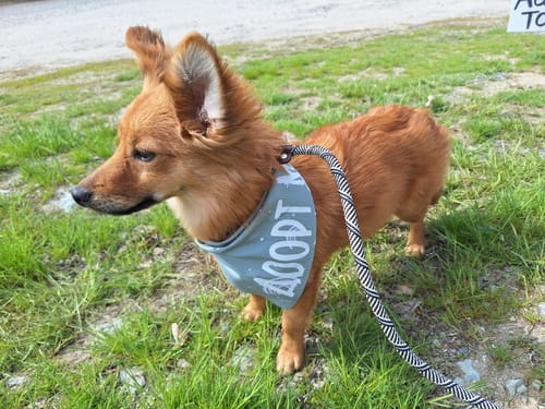 Customer photo review of FIDA Durable Slip Lead
