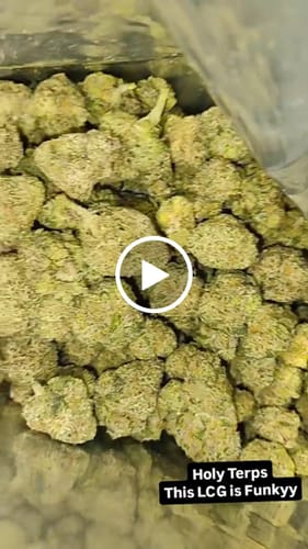 Customer video review of Bulk Indoor Smalls