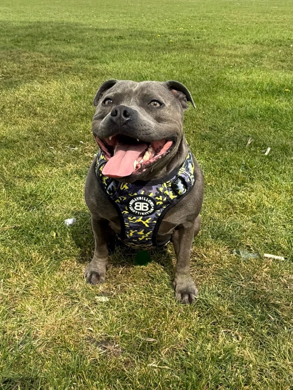 Customer photo review of Comfort Premium Harness | Non Restrictive - Lightning