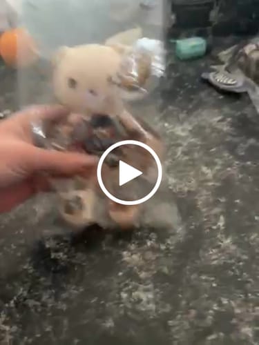 Customer video review of Theodore the Bear Mini