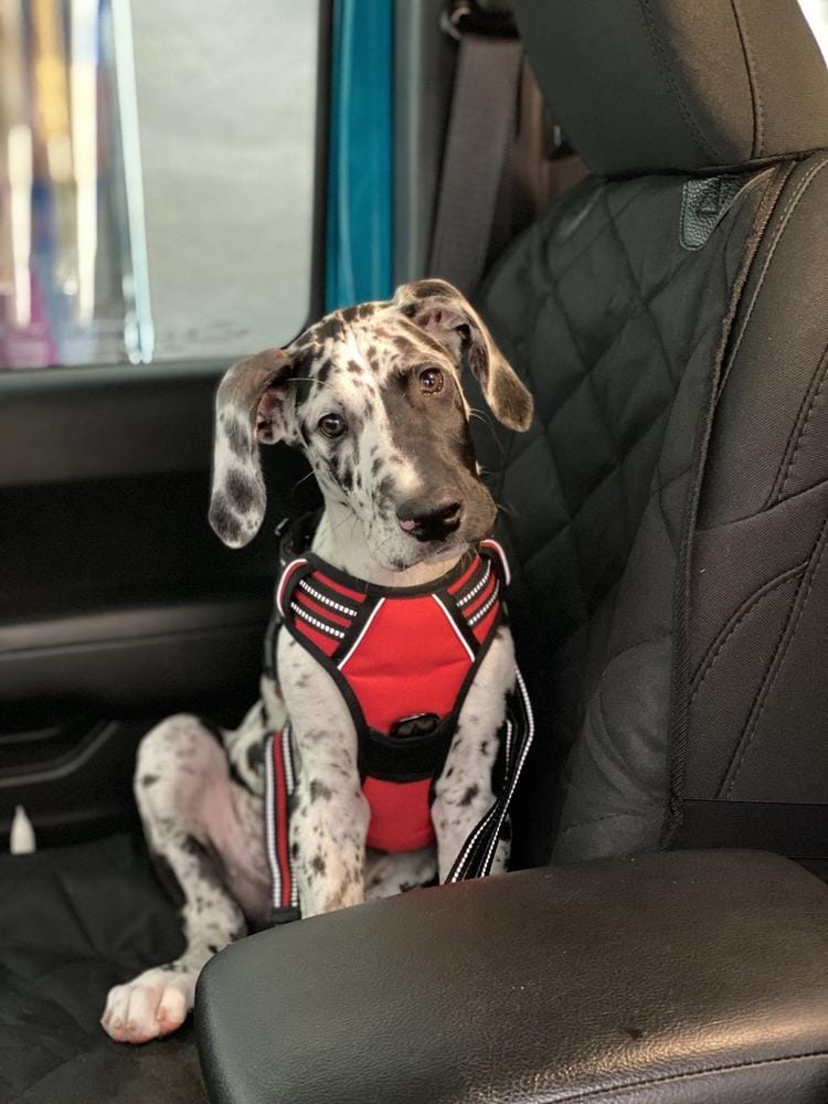 Customer photo review of Front Seat (Bucket Seat) Cover