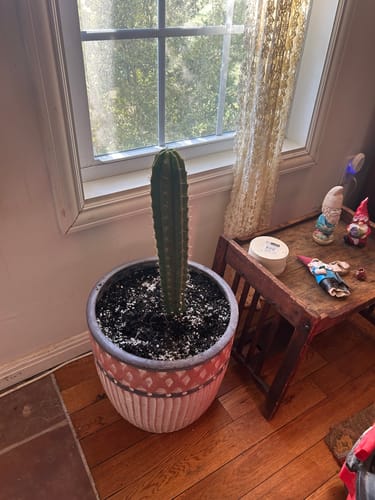 Customer photo review of San Pedro Cactus | Trichocereus (Echinopsis) Pachanoi