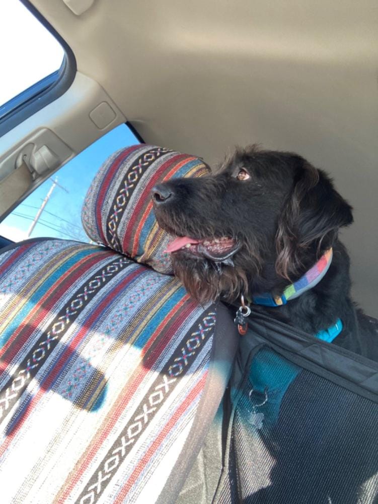 Customer photo review of Dog Deterrent Barrier