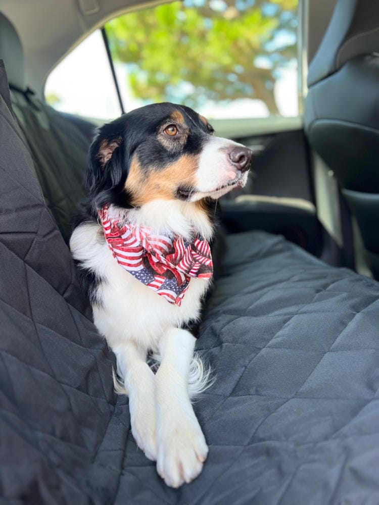 Customer photo review of Dog Rear Seat Cover - No Hammock
