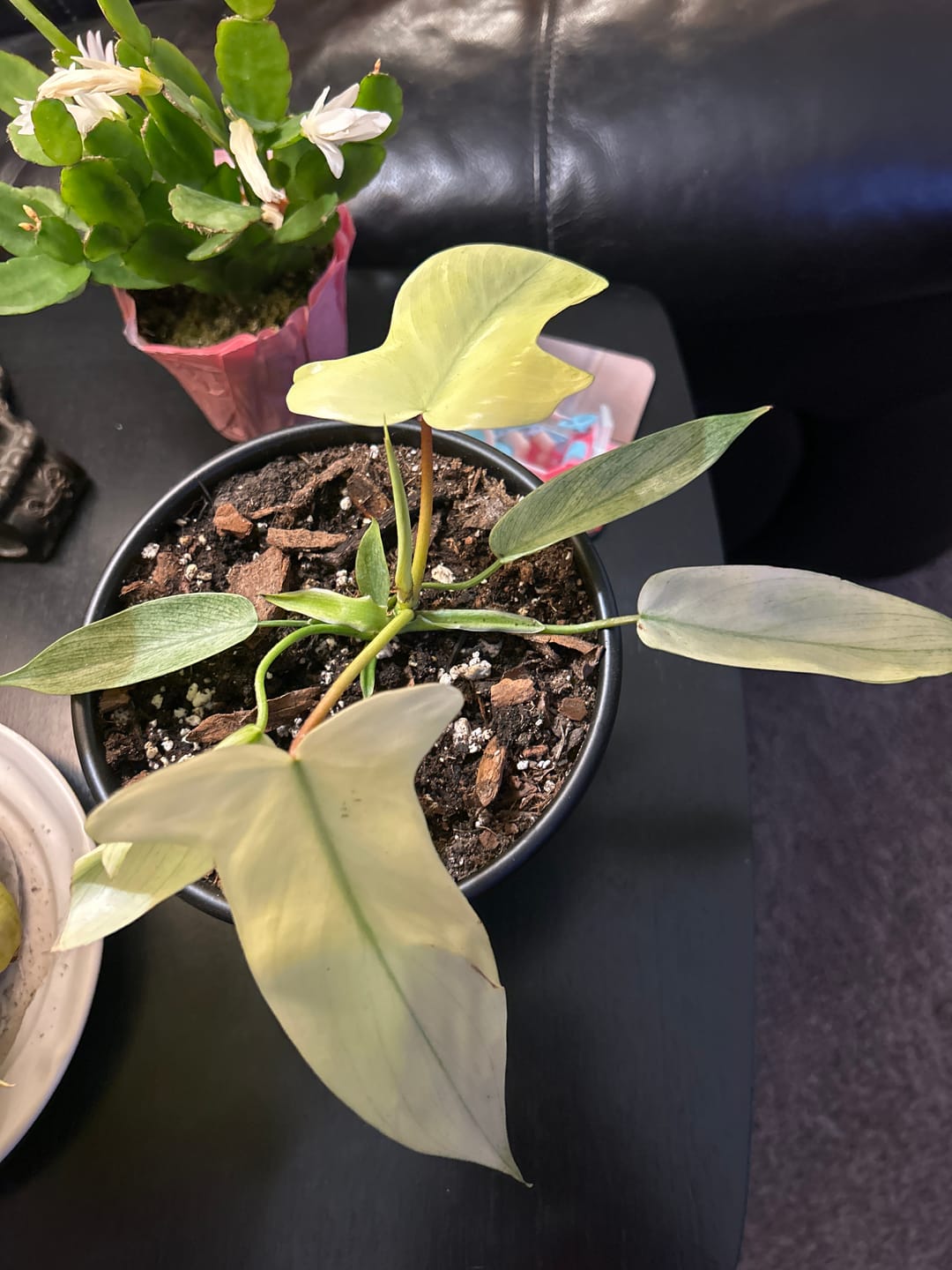 Customer photo review of Philodendron 'Florida Ghost'
