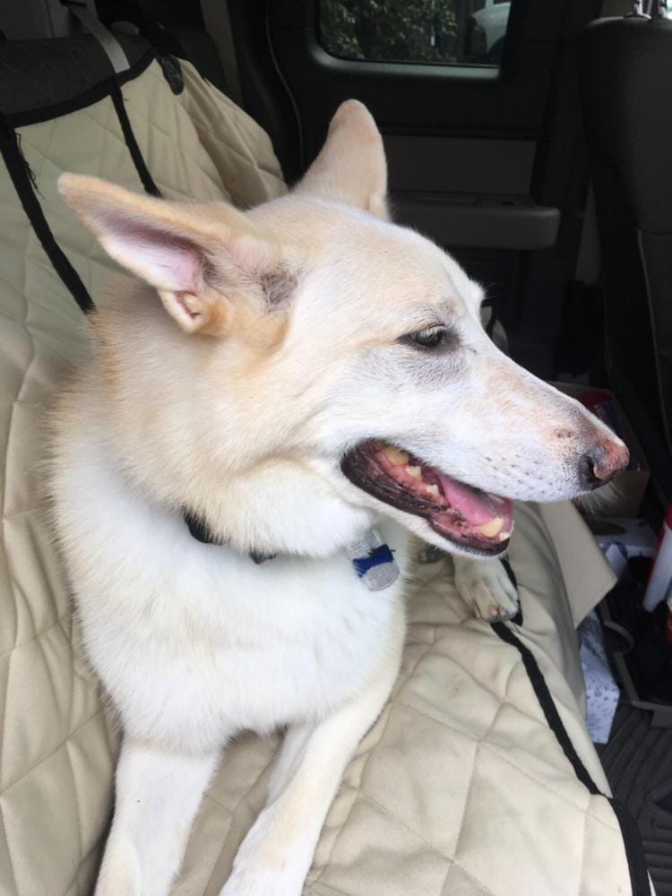 Customer photo review of Dog Rear Seat Cover - No Hammock