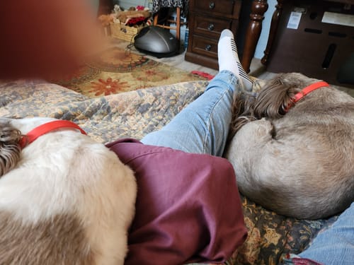 Customer photo review of FurLife™ - 8 Months Flea and Tick Collar for Dogs