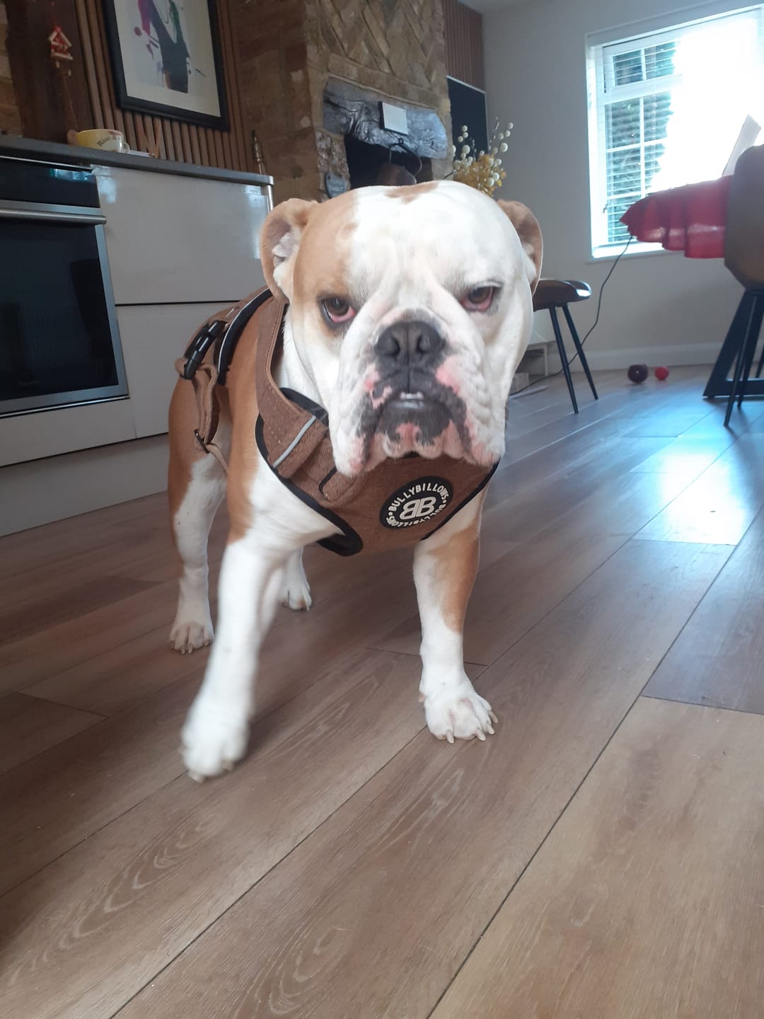 Customer photo review of Premium Comfort Herringbone Harness | Non Restrictive - Classic Tan