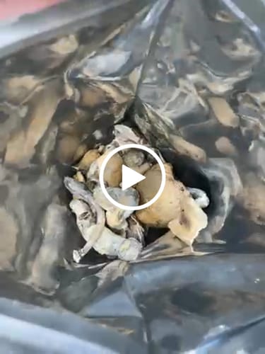 Customer video review of Non Detect Mushrooms - 50% Off