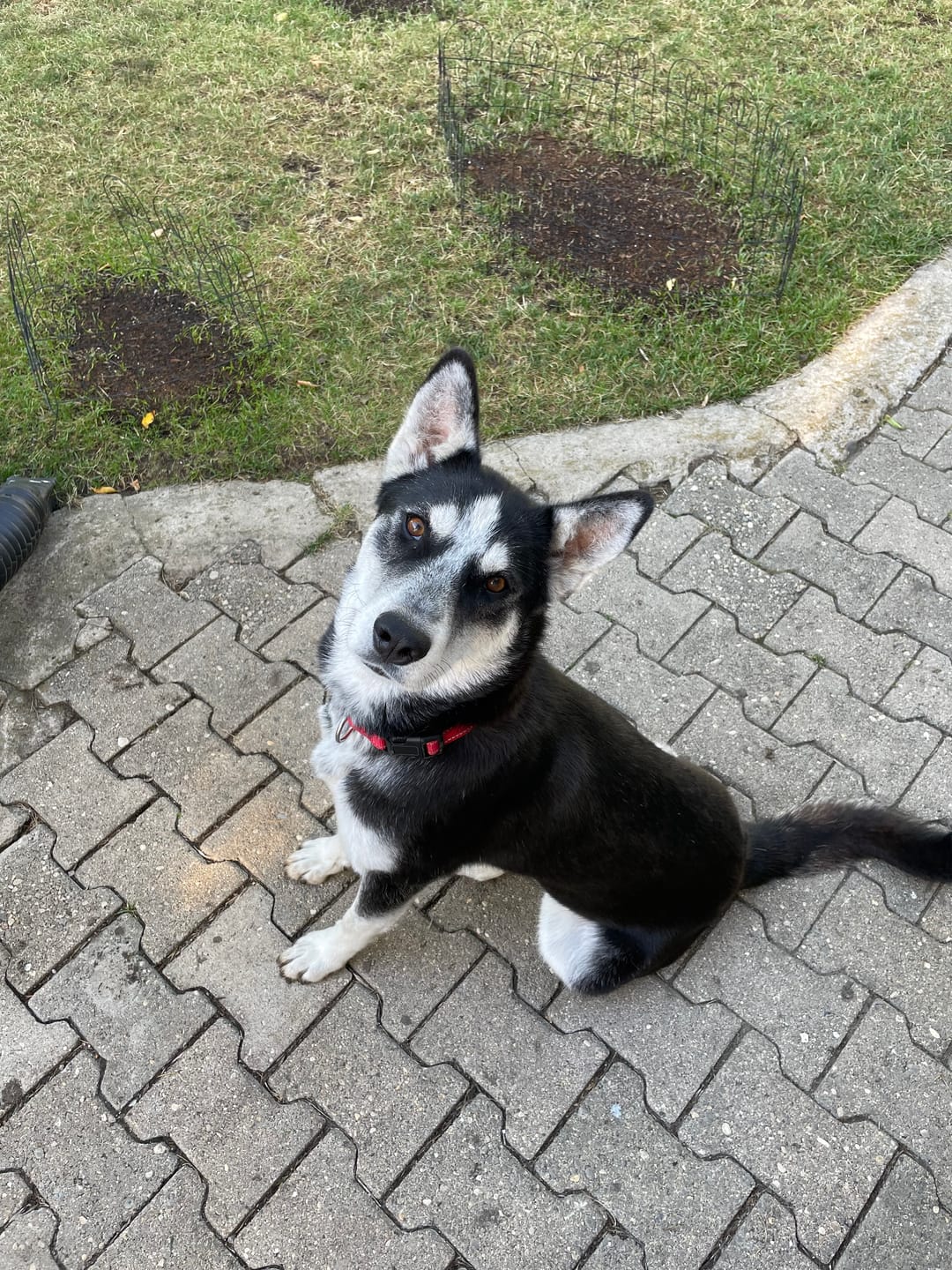 Customer photo review of 6 Inch Monster Braided Bully Stick