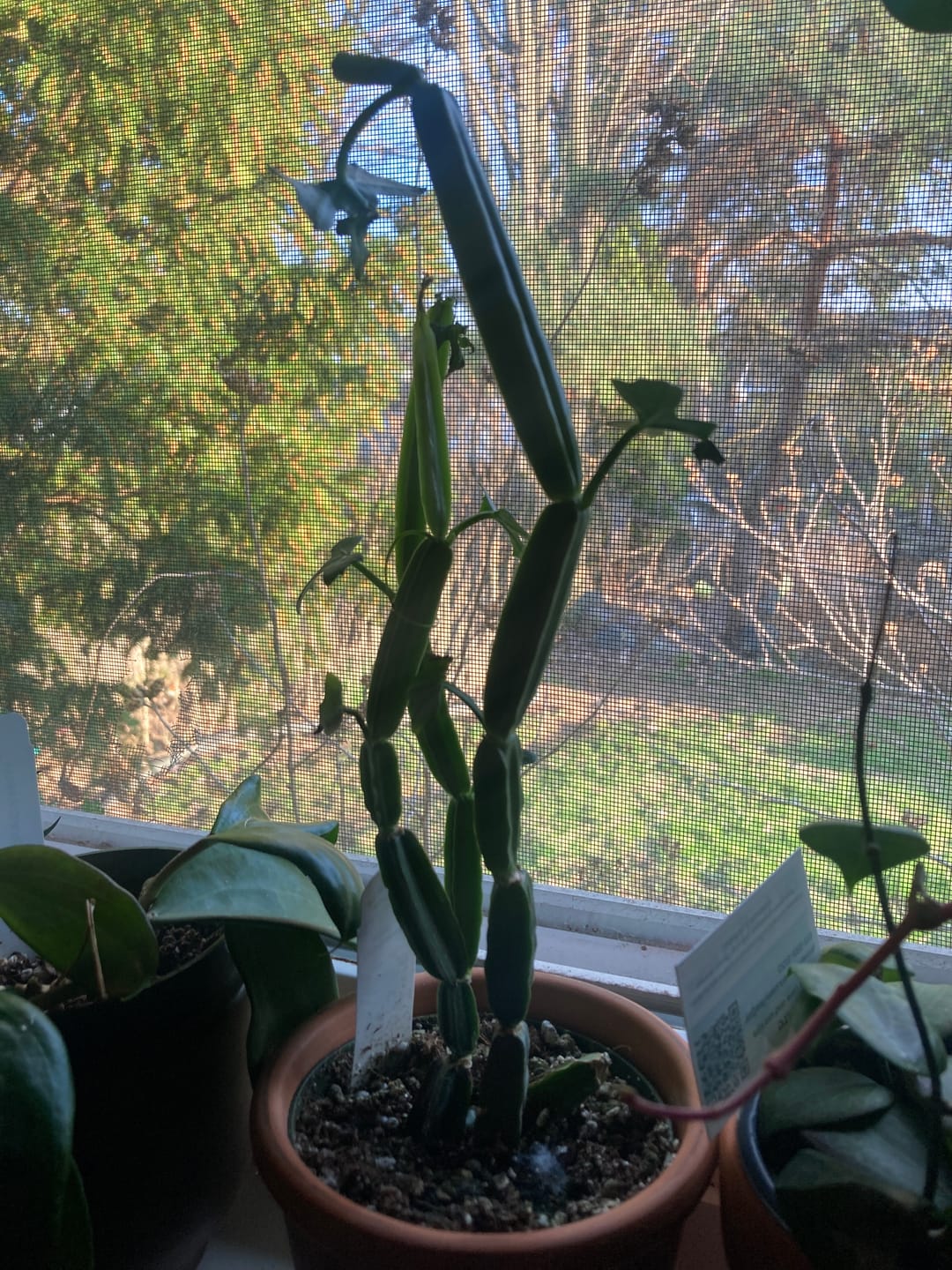 Customer photo review of Cissus quadrangularis