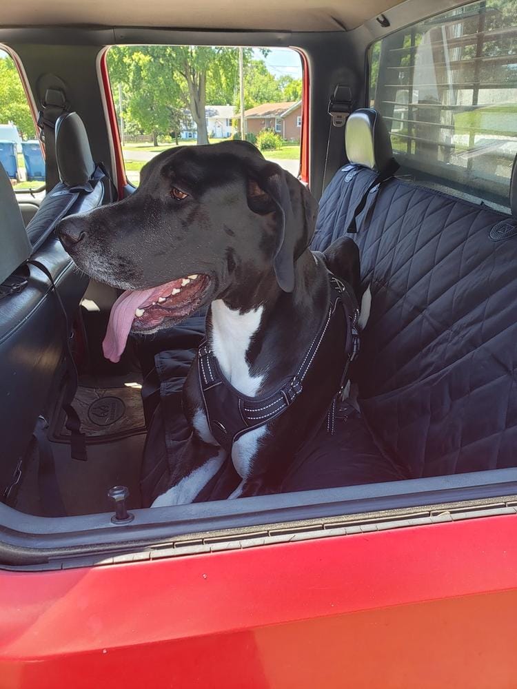 Customer photo review of Dog Rear Seat Cover - No Hammock