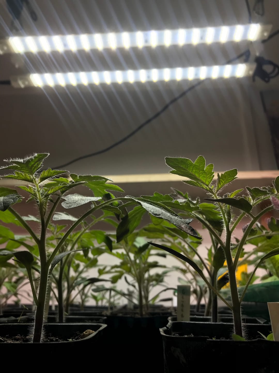 Customer photo review of Secret Jardin TNoled 2x20W Growing 2.7