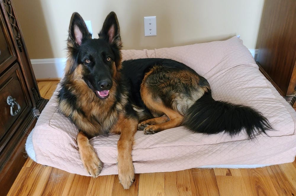 Customer photo review of Dog Bed Slip Cover
