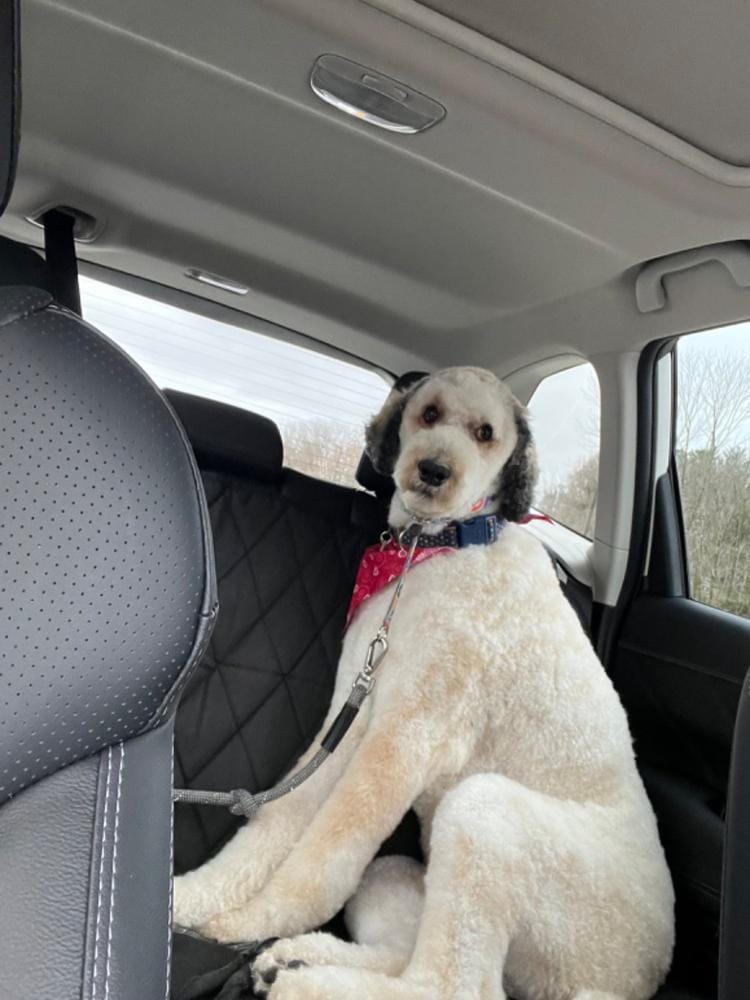 Customer photo review of Dog Rear Seat Cover - No Hammock
