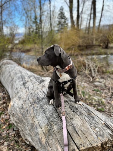 Customer photo review of Tacti Luxe Dog Leash - Sofia
