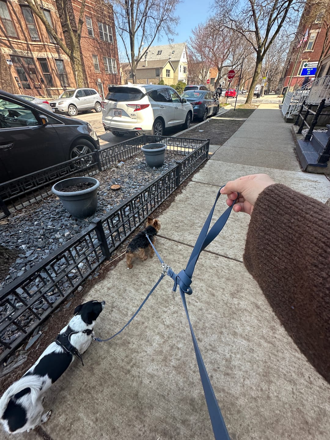 Customer photo review of Solace 6-IN-1 Hands Free Waterproof Leash