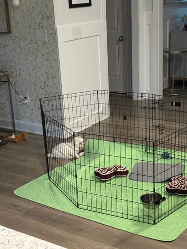 Customer photo review of Potty Buddy™ - The Durable Leak-Free Potty Pad