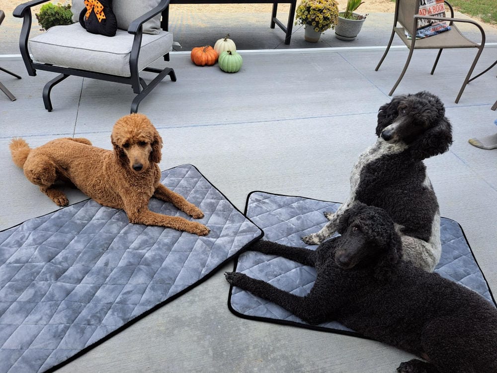 Customer photo review of Crate Mat / Travel Bed