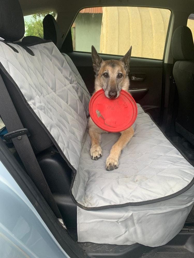 Customer photo review of Dog Rear Seat Cover - No Hammock