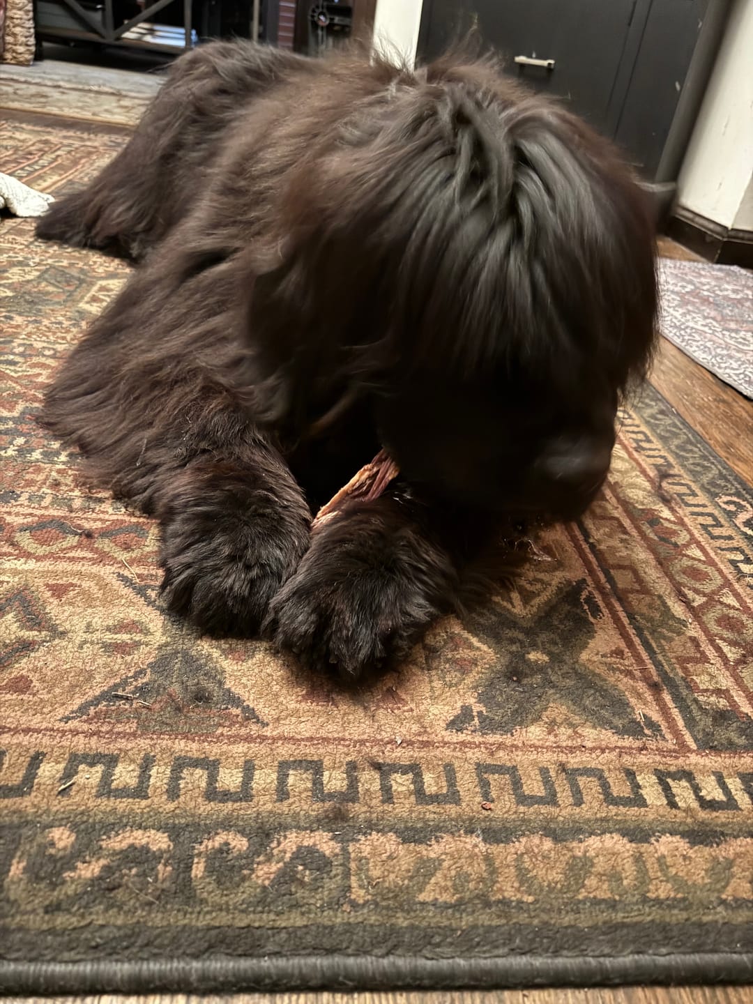 Customer photo review of 12 Inch Braided Jerky Stick